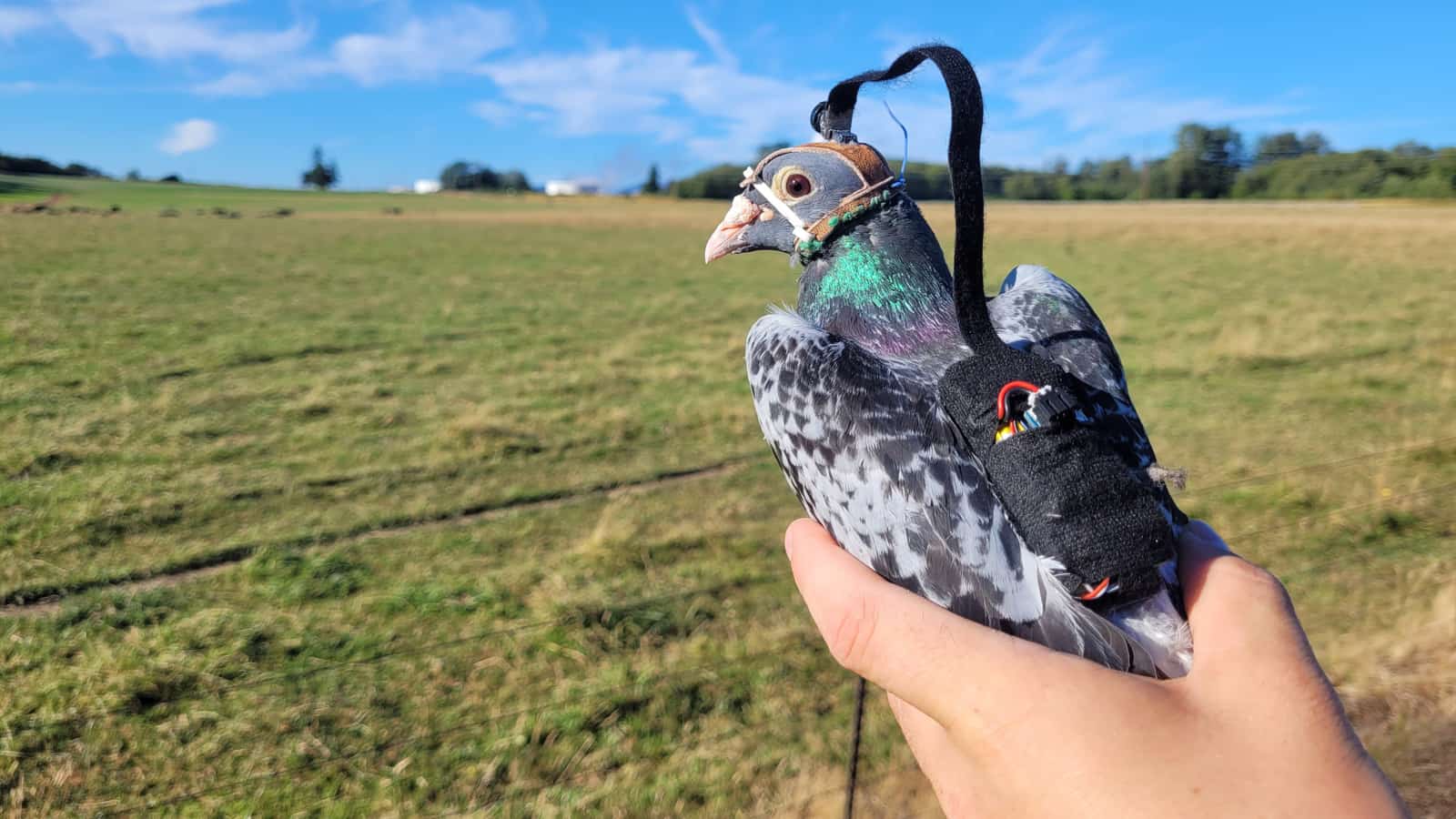 Pombos com Câmeras | Cientistas Revelam Segredos da Visão Aérea em Voos