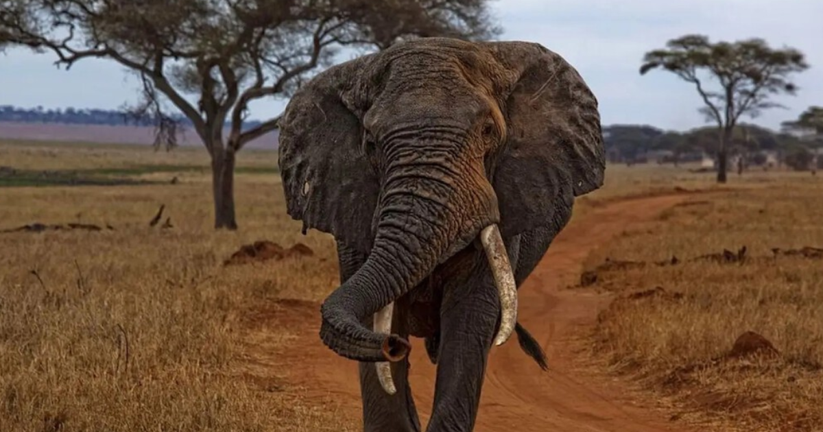 Elefante Z16: Como um GPS revelou rotas migratórias surpreendentes na África