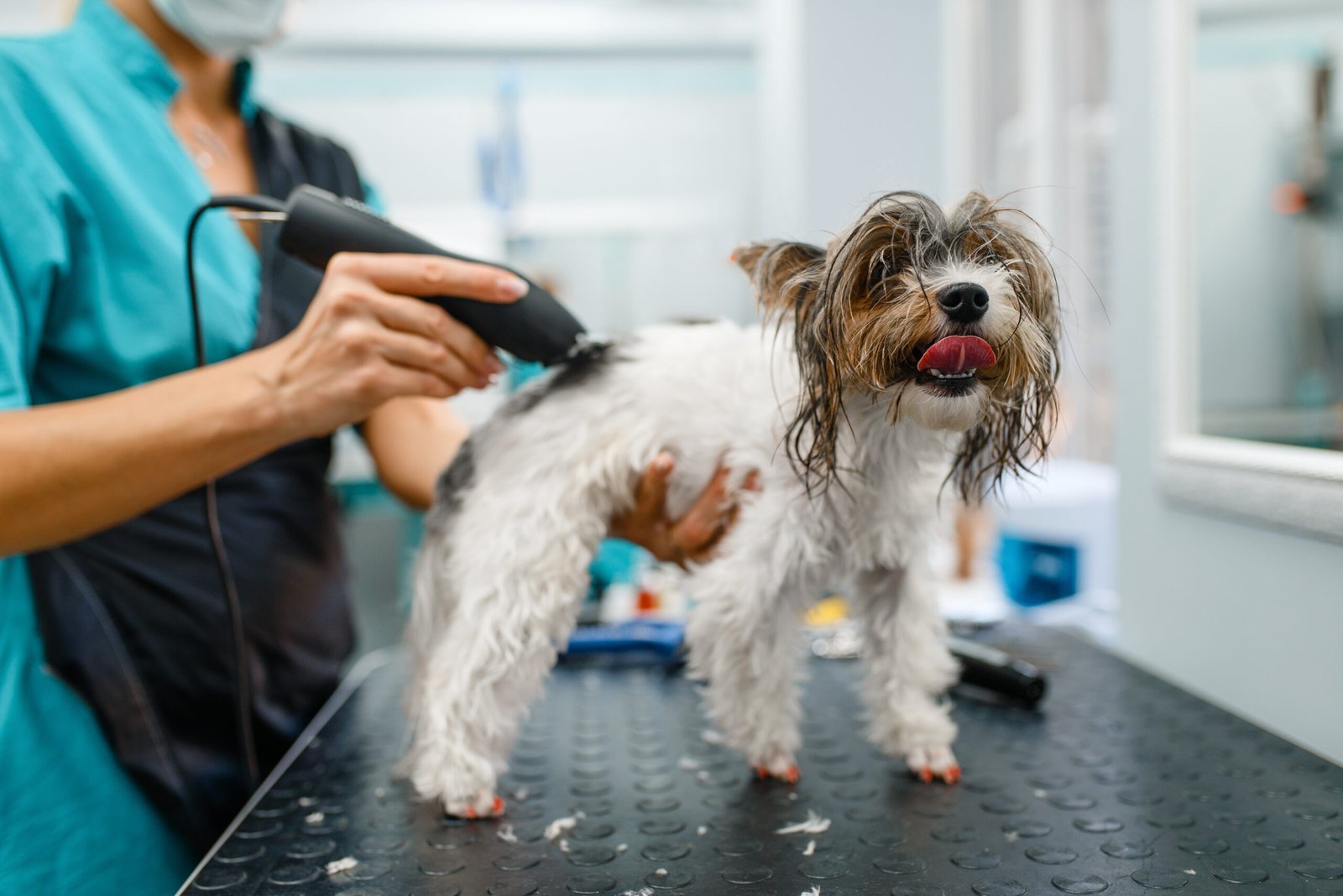Clínica veterinária condenada por morte de cachorro durante banho no DF